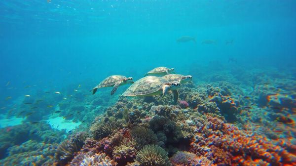 Les meilleures spots de snorkeling pour nager avec des tortues